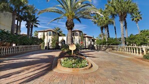A paved pathway with a palm tree in the center, surrounded by a flower bed.