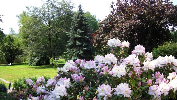 A garden with blooming rhododendrons and a variety of trees in the background. - Vacation apartment Haus am Jakobsweg (Fischbach bei Dahn)