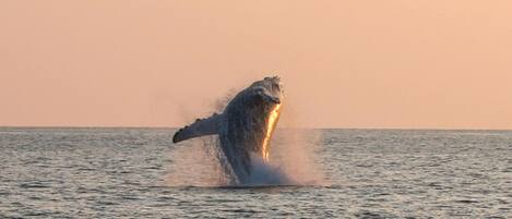 Een walvis springt uit de oceaan.