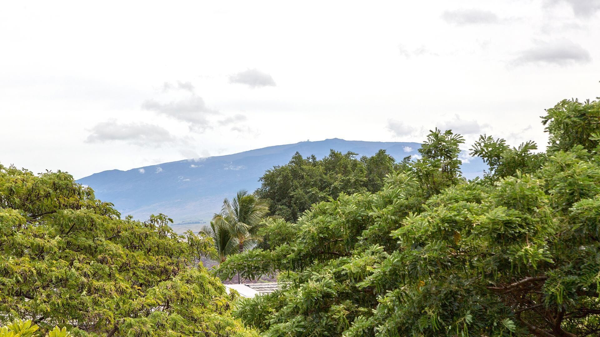 A lush green landscape with dense foliage and a mountain in the background.
