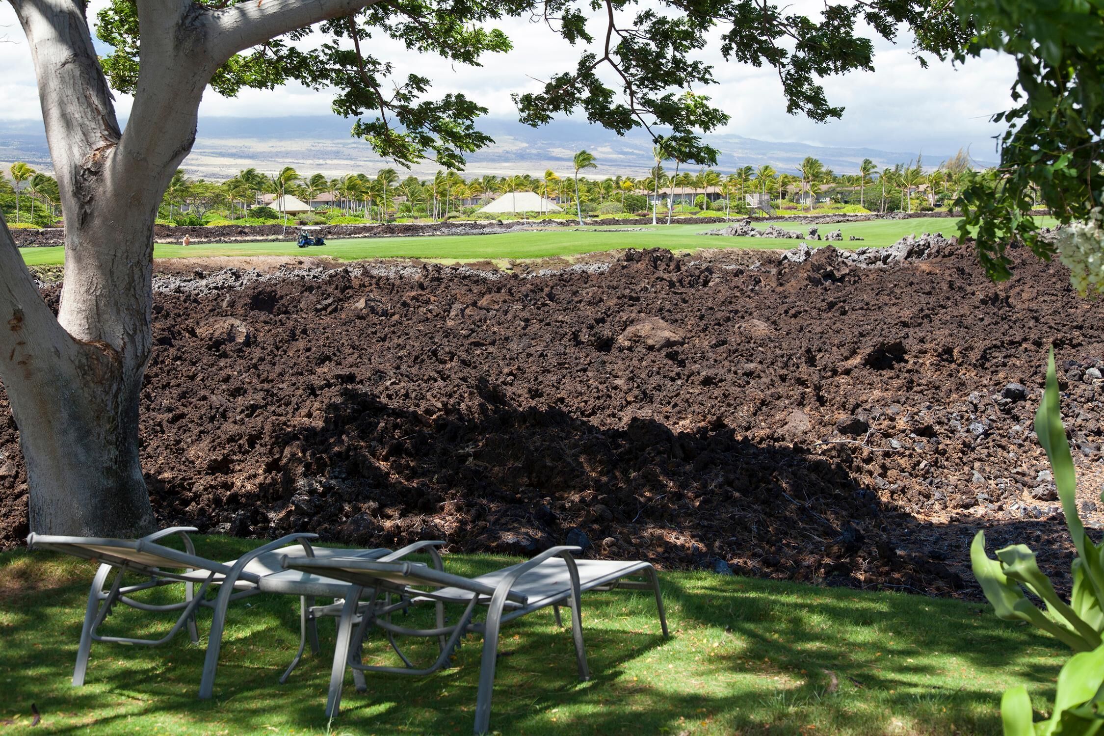 A garden area with a large tree, a metal bench, and a view of a golf course in the background.