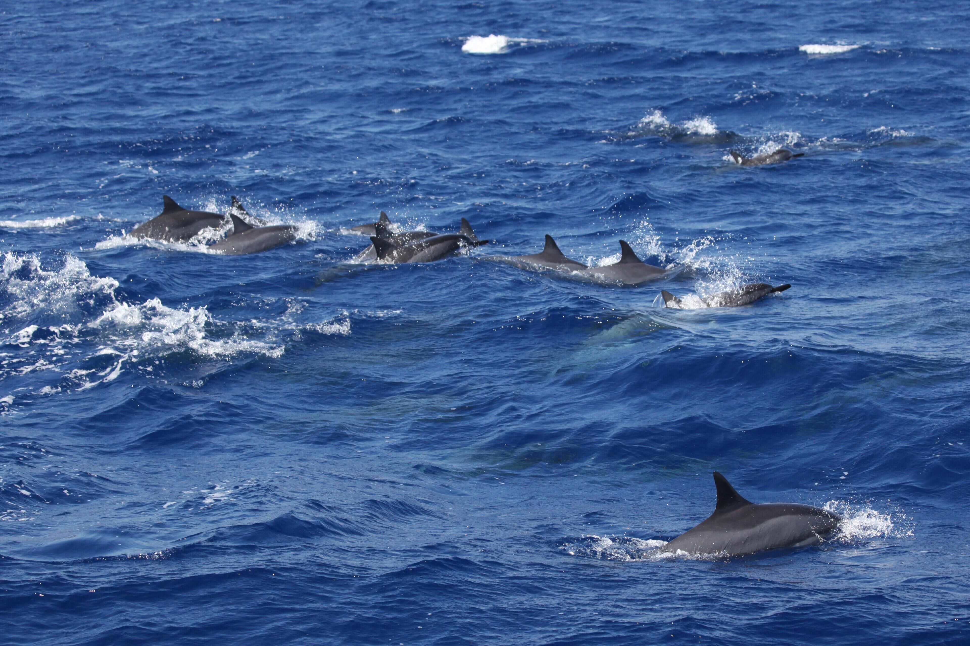 Un groupe de dauphins nageant dans l’océan.