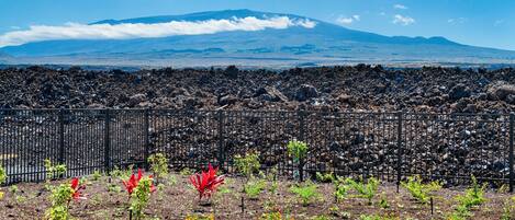 A garden with a variety of plants and flowers, a fence, and a view of a mountain in the background.