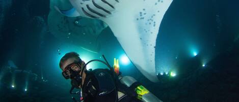 A diver with a large manta ray in the background.