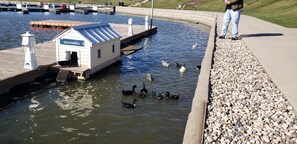 A quacker deck with ducks and geese, a dock, and a person standing on the edge of the water. - Harbor Master Villa #230 (Ottawa)