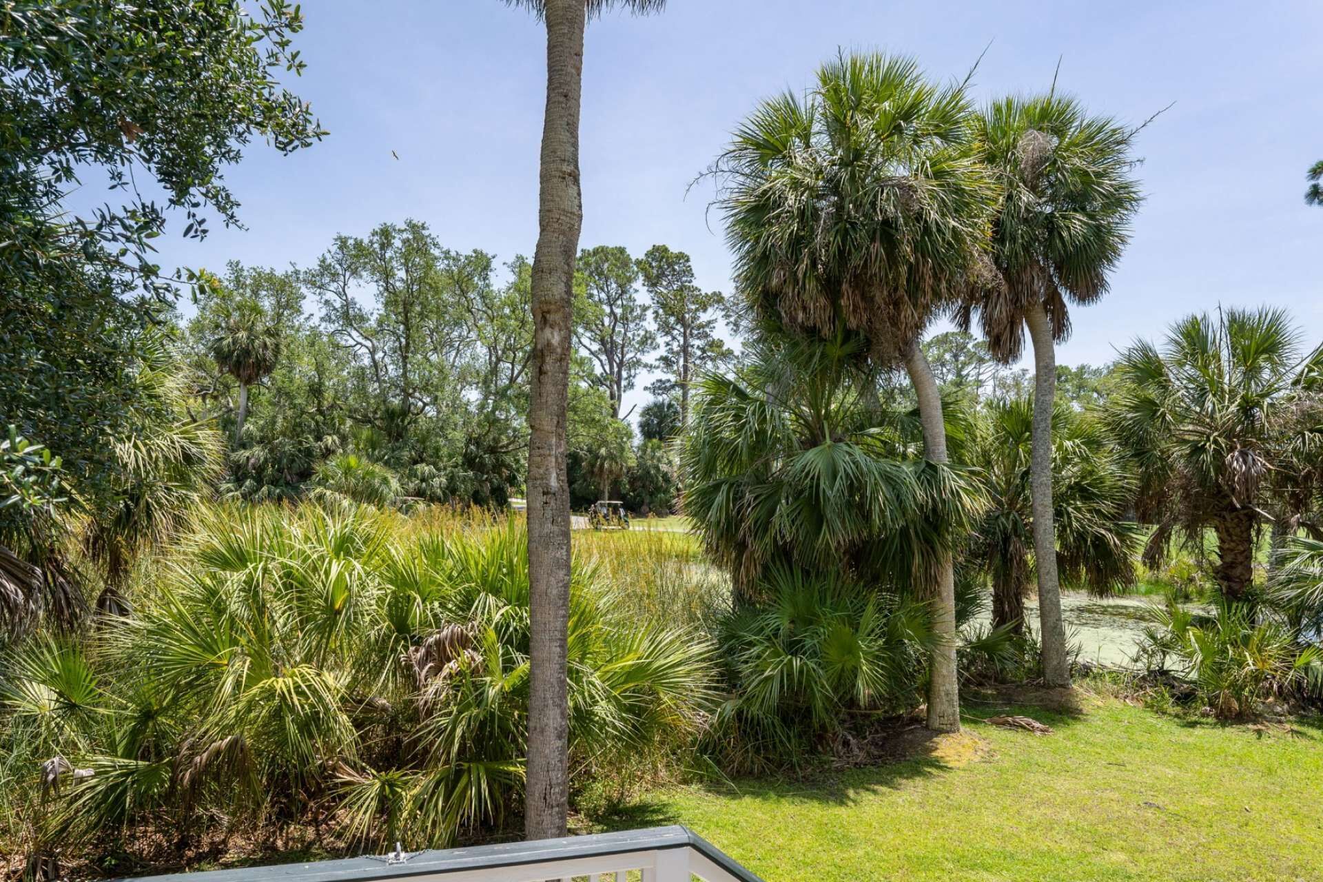 A lush garden with various palm trees and tropical plants.