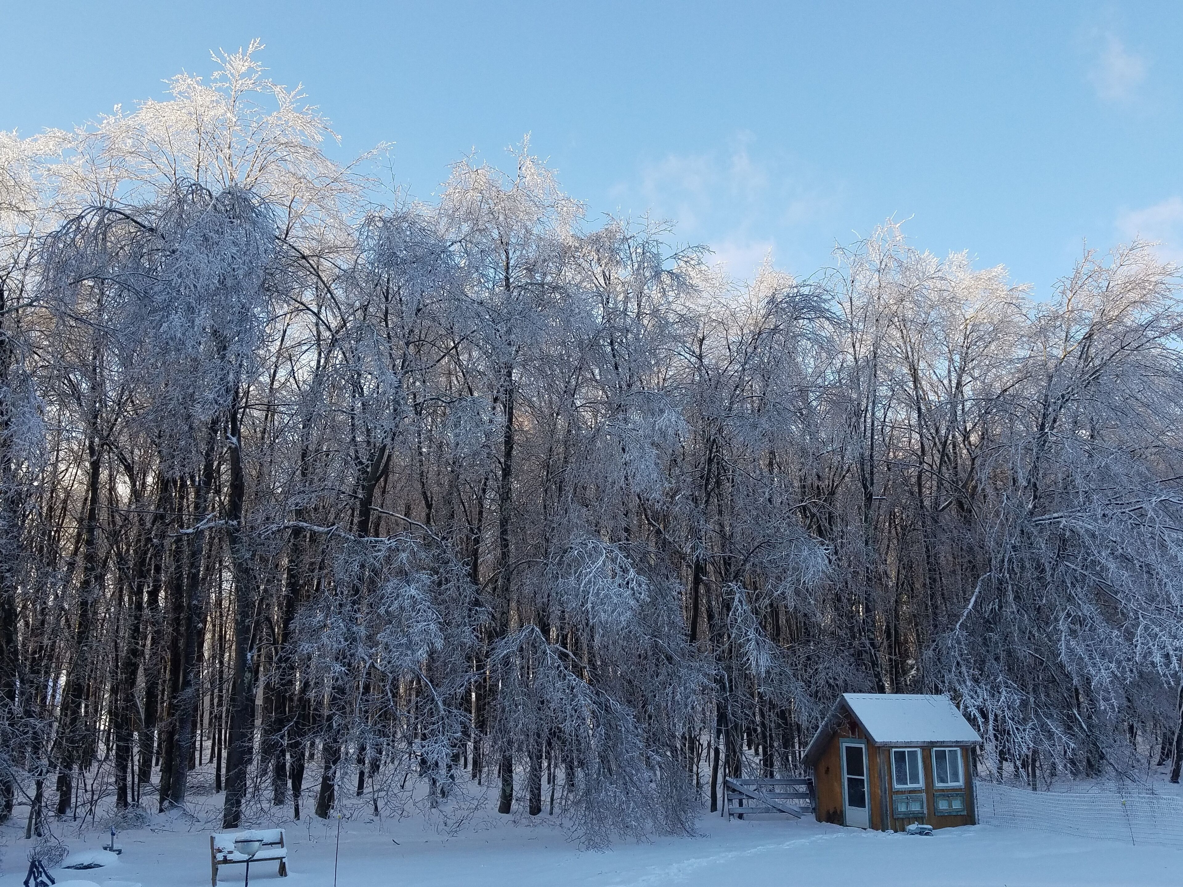 Een klein houten huisje, omringd door een dicht bos met sneeuw bedekte bomen.