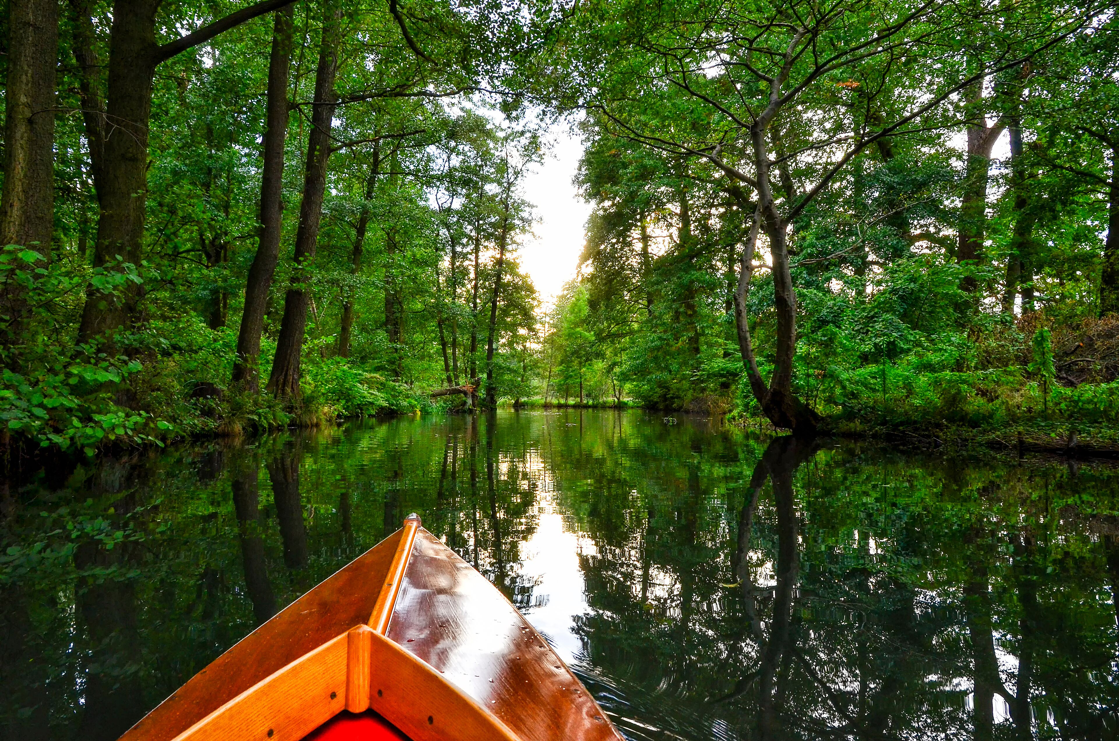 Un río rodeado de un bosque denso.