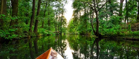 Un río rodeado de un bosque denso.
