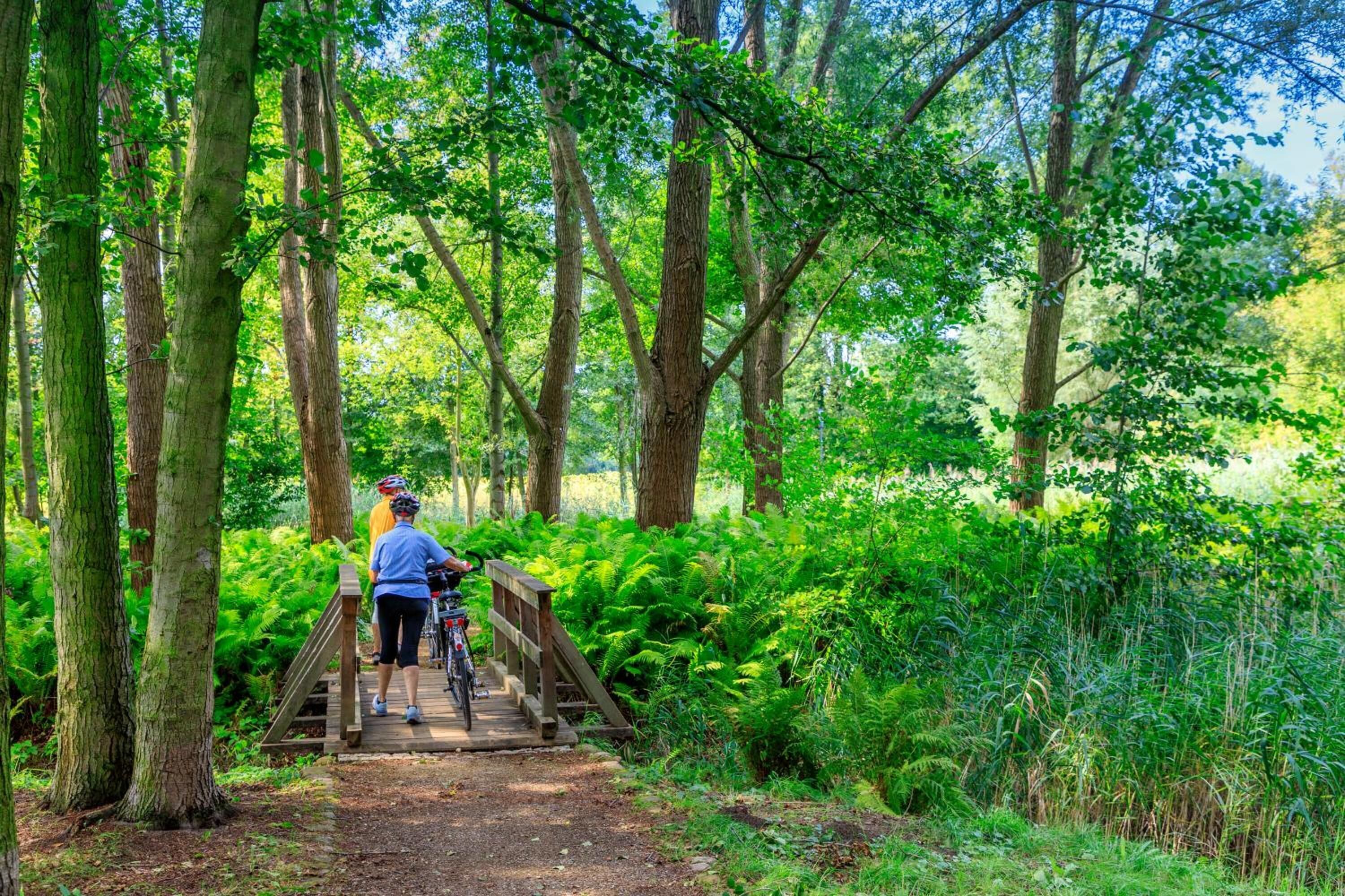 Un sendero en el bosque con un puente de madera y vegetación densa.