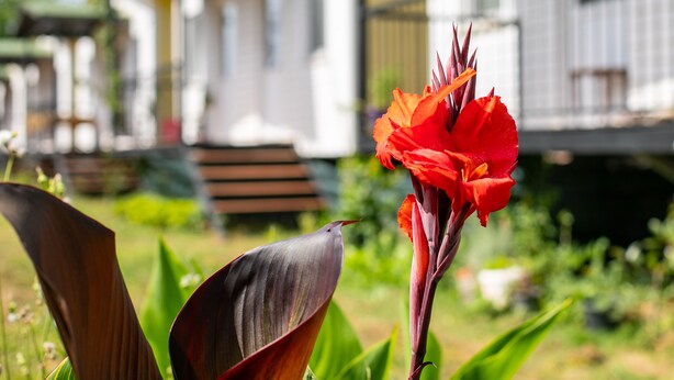 Un fiore rosso in un giardino, con una casa sullo sfondo.