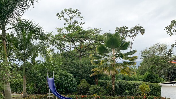 A swimming pool with a blue slide, surrounded by palm trees and a hedge.