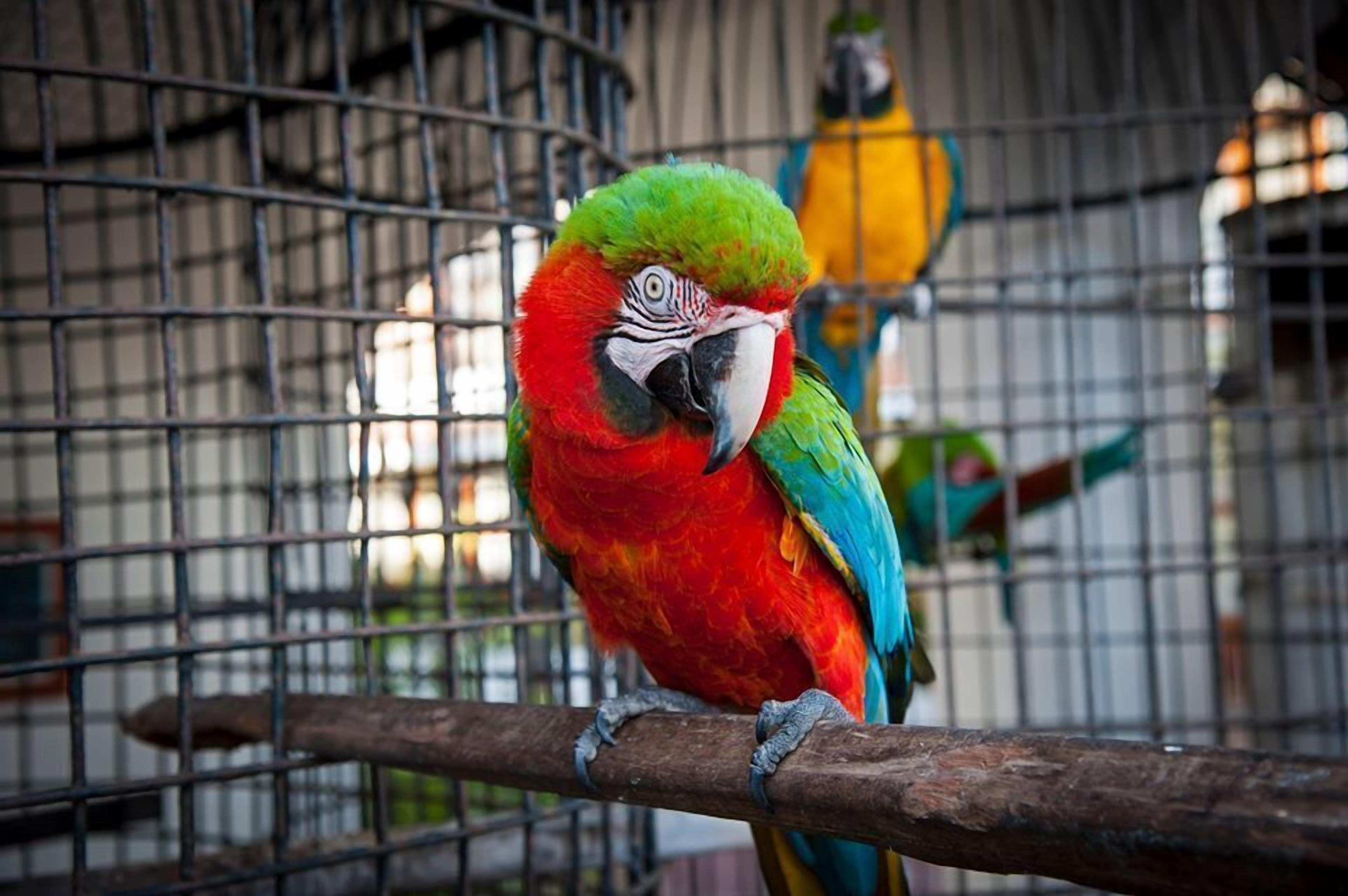 A parrot in a cage with a metal grid background.