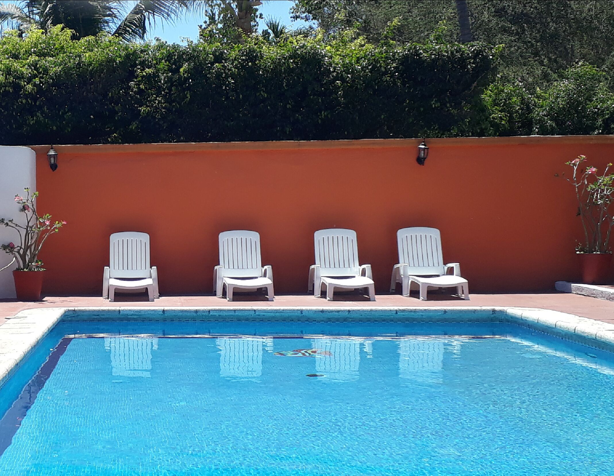 Una piscina con cuatro sillas reclinables blancas alineadas frente a un muro rojo, rodeada de follaje.