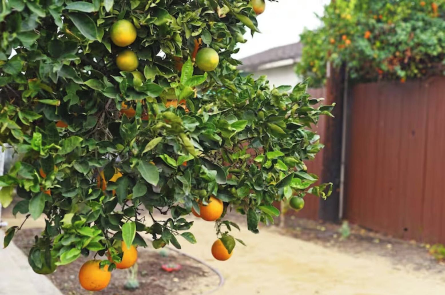 Een citrusboom met enkele sinaasappels in een achtertuin.