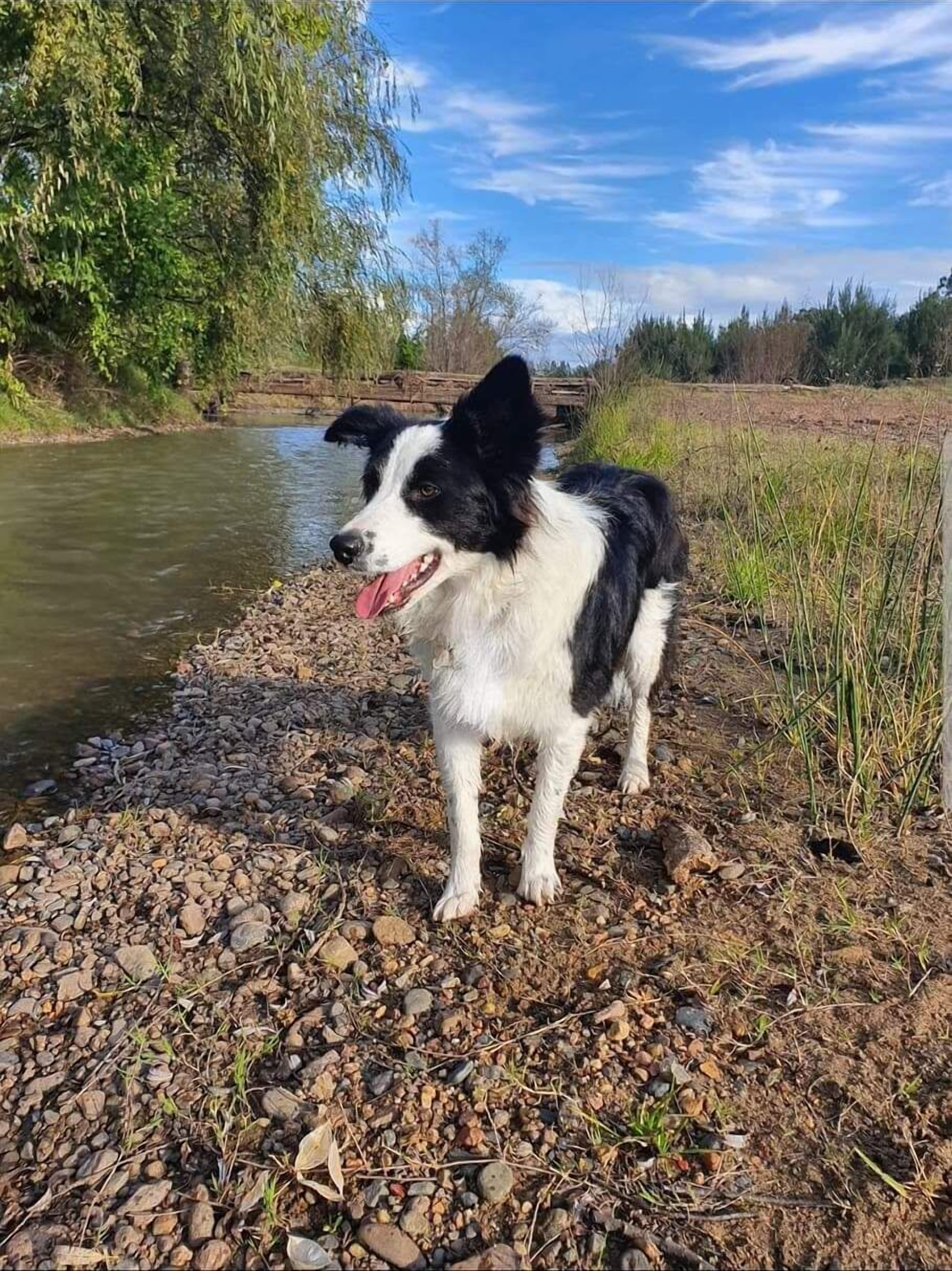 A dog standing on a gravel path by a river.