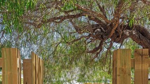 Un sendero de madera que lleva a un edificio con una puerta amarilla, rodeado de vegetación y un área pavimentada.