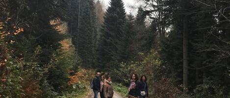 A group of people walking on a dirt path surrounded by tall evergreen trees.
