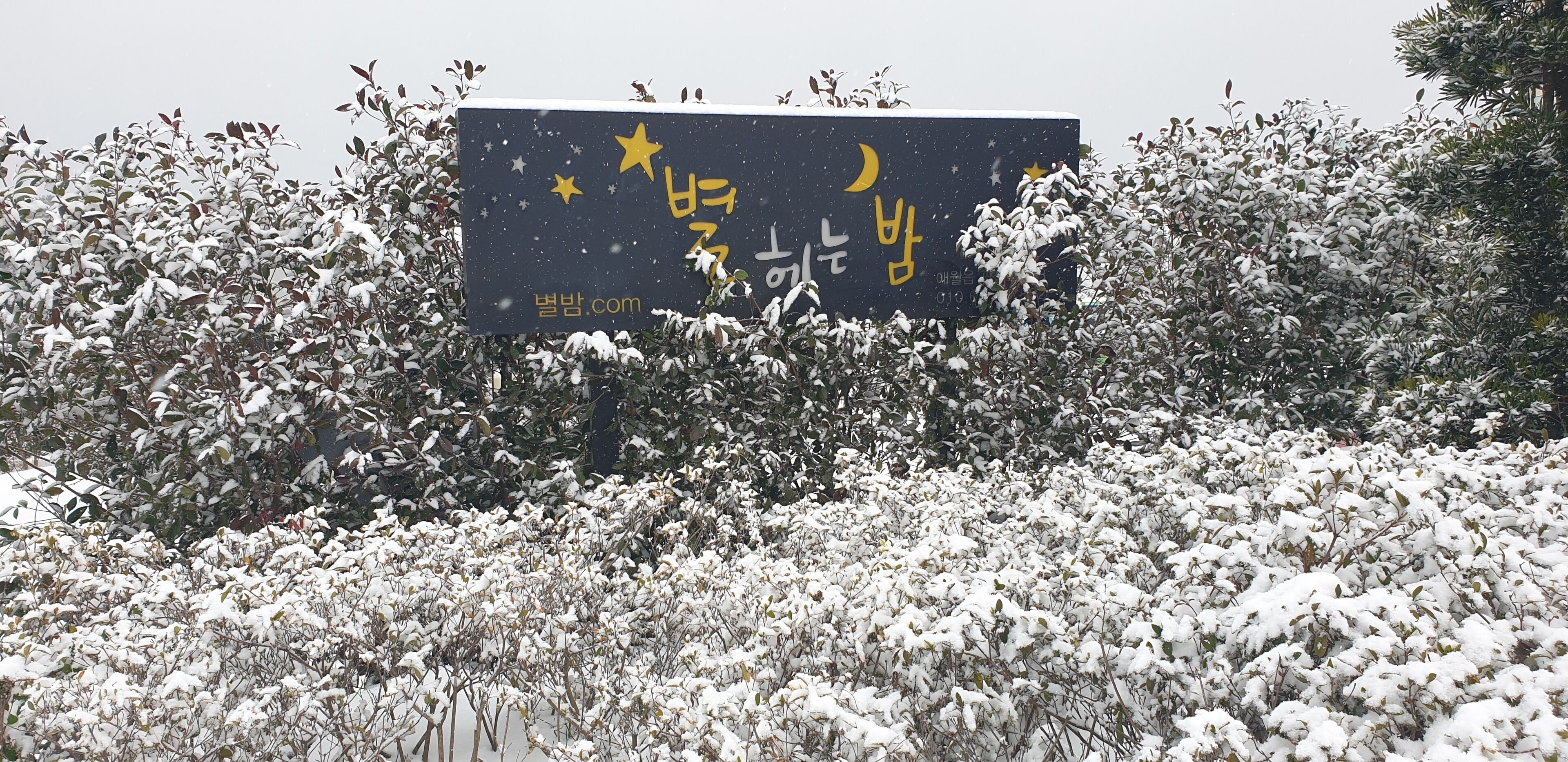 A billboard with text and stars, surrounded by snow-covered foliage.