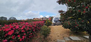 Exterior - Jeju Starlight Glamping (Jeju City)