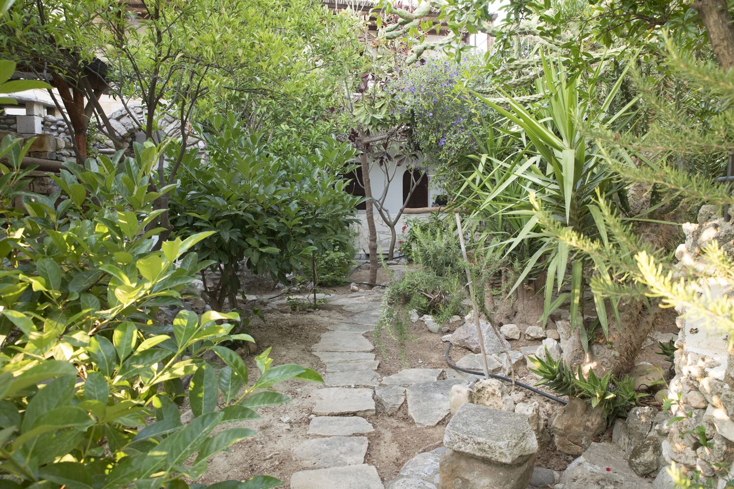 A stone pathway leading through a garden with various plants and a rustic building in the background.