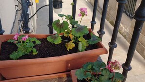 A balcony with two terracotta flower pots containing green plants and pink flowers. - El Bordón de la Casa Batallón (Sarria)