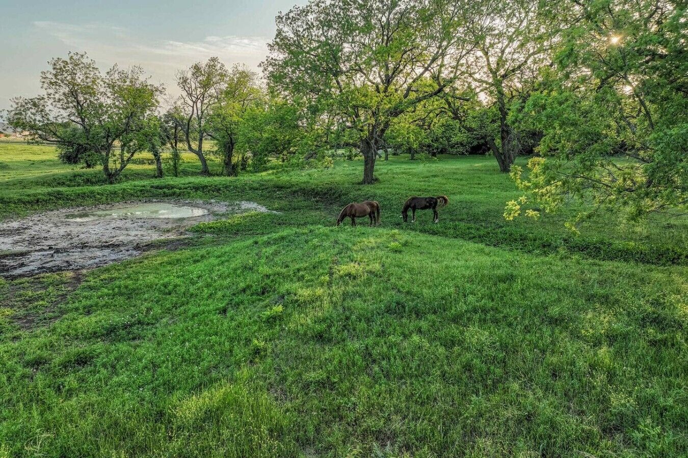 Un campo cubierto de césped con árboles y un pequeño cuerpo de agua.