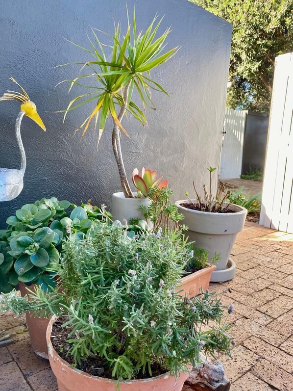 Suite familiar | Terraza o patio