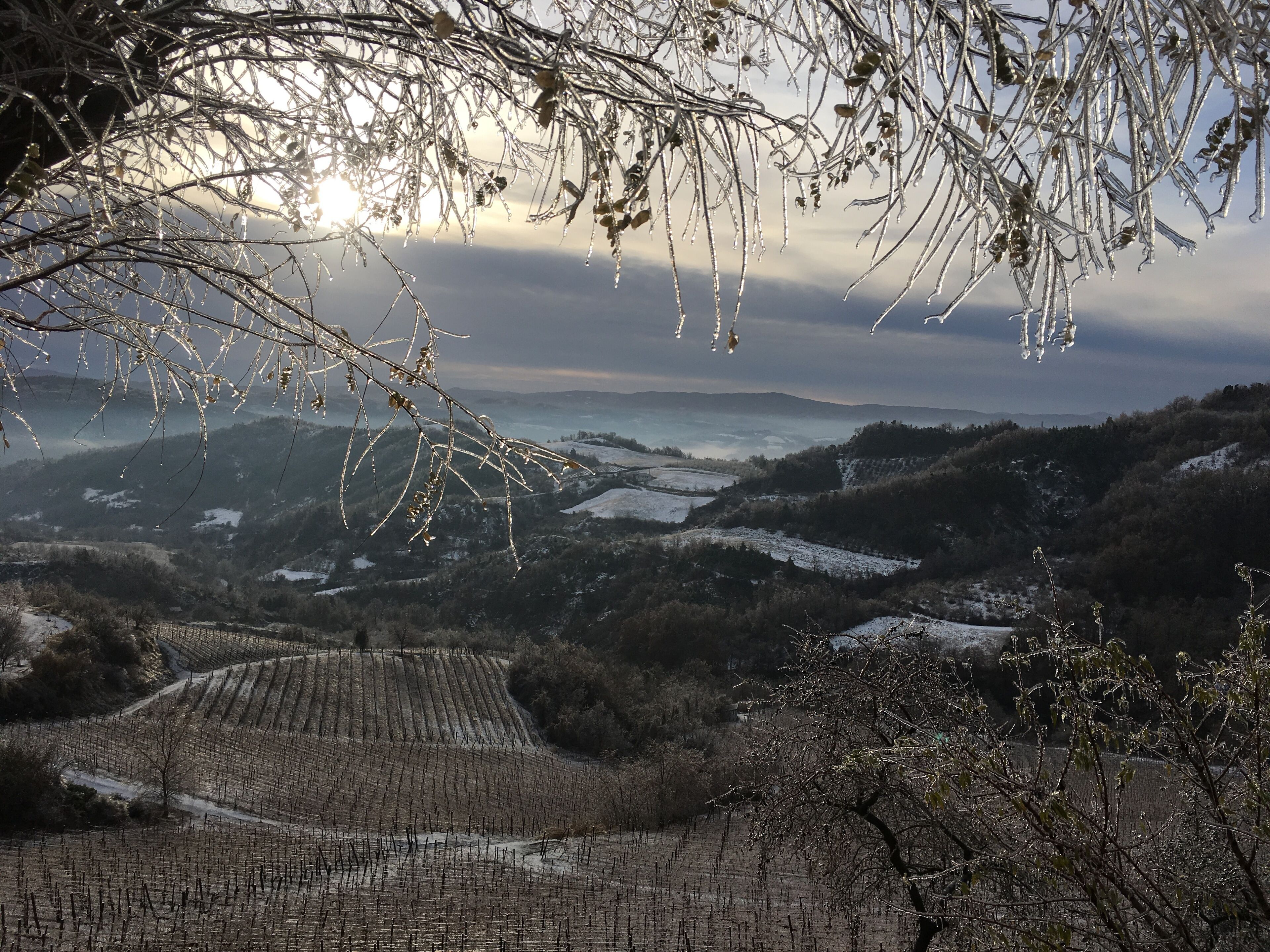 A vineyard with rows of grapevines and a mountainous backdrop.