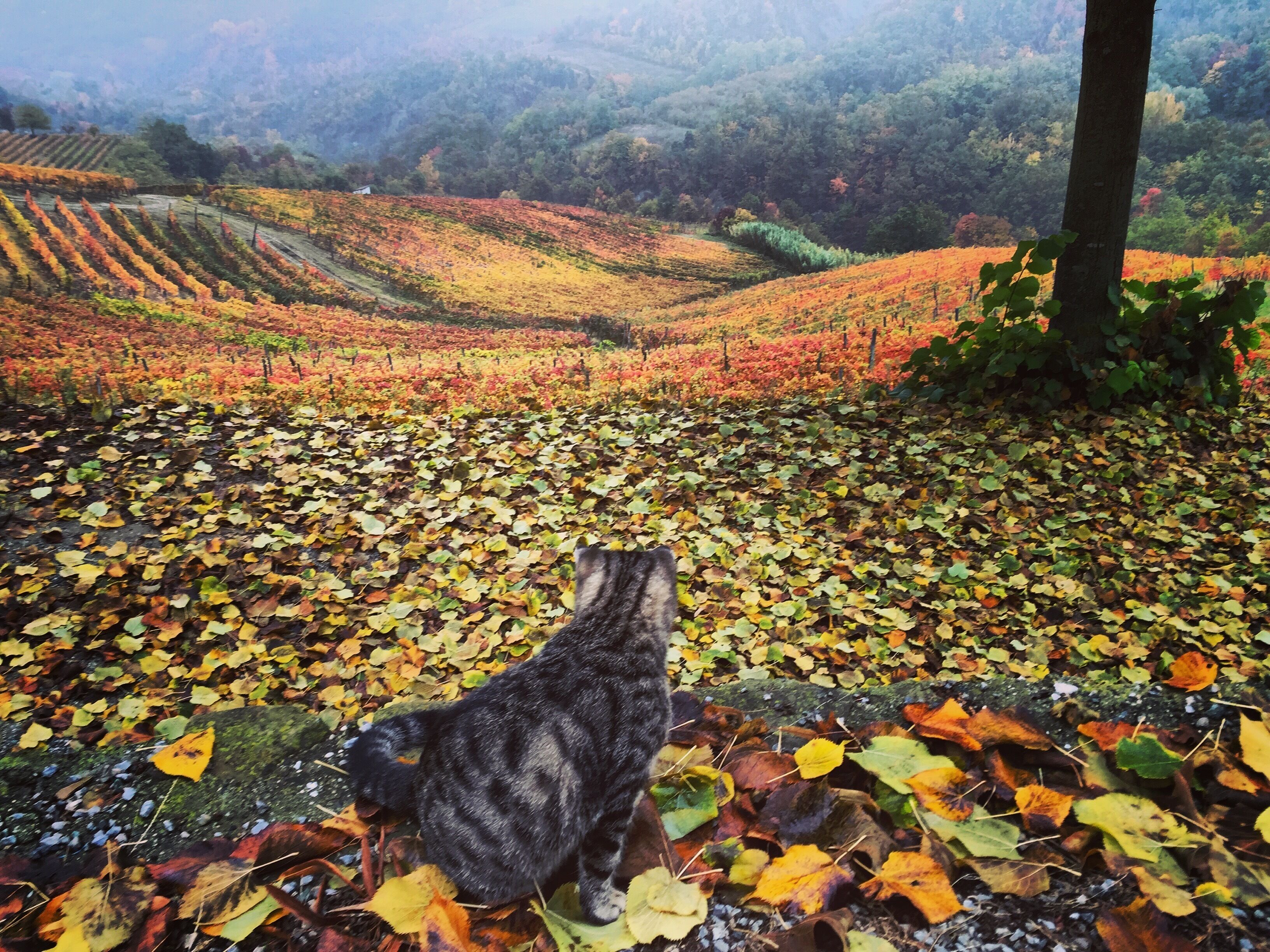 A cat sitting on a leaf-covered ground with a view of a vineyard in the background.