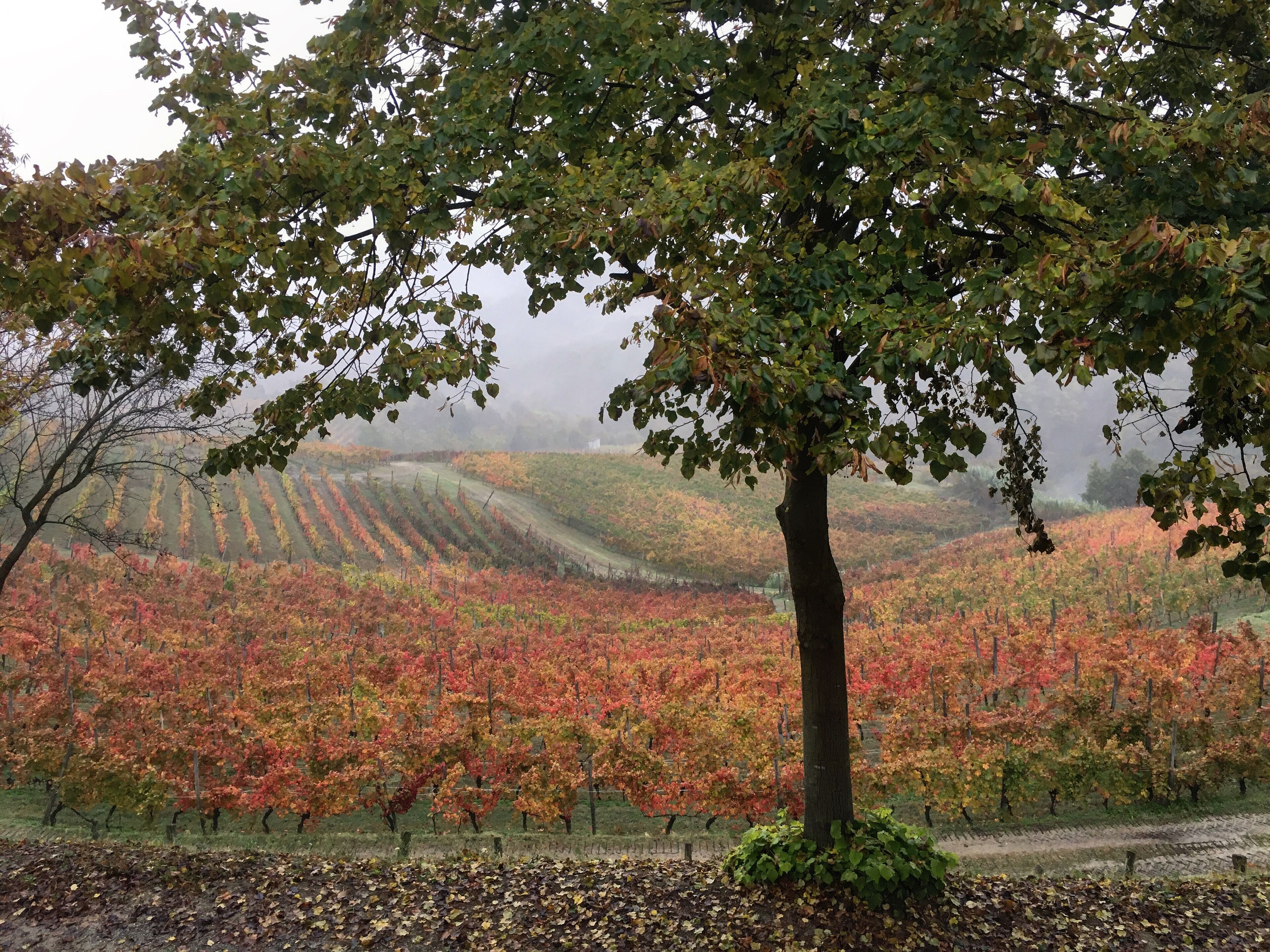 Un vignoble avec des rangées de vignes et un arbre imposant au premier plan.