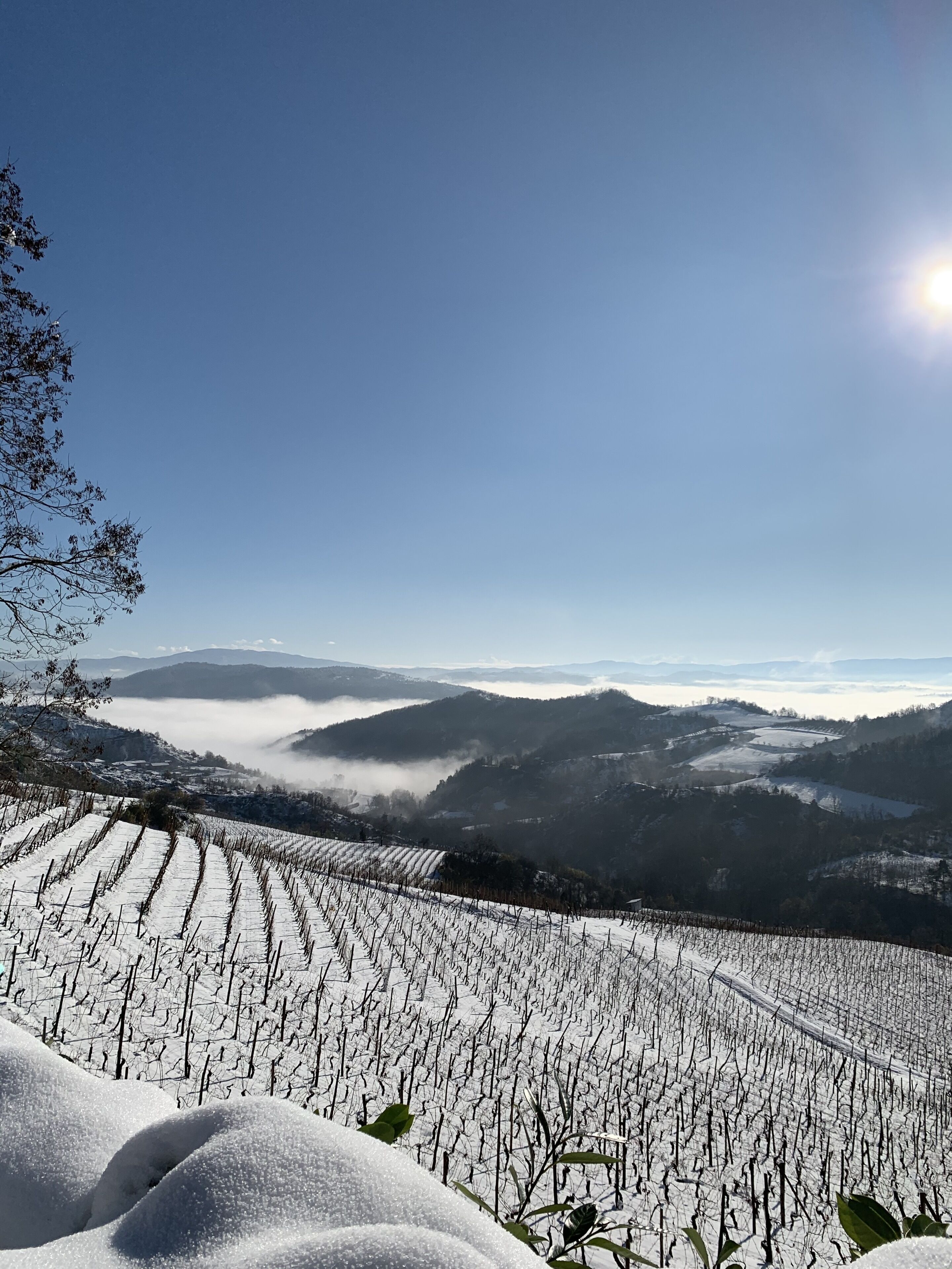 A vineyard with rows of grapevines covered in snow, a clear sky, and distant mountains.