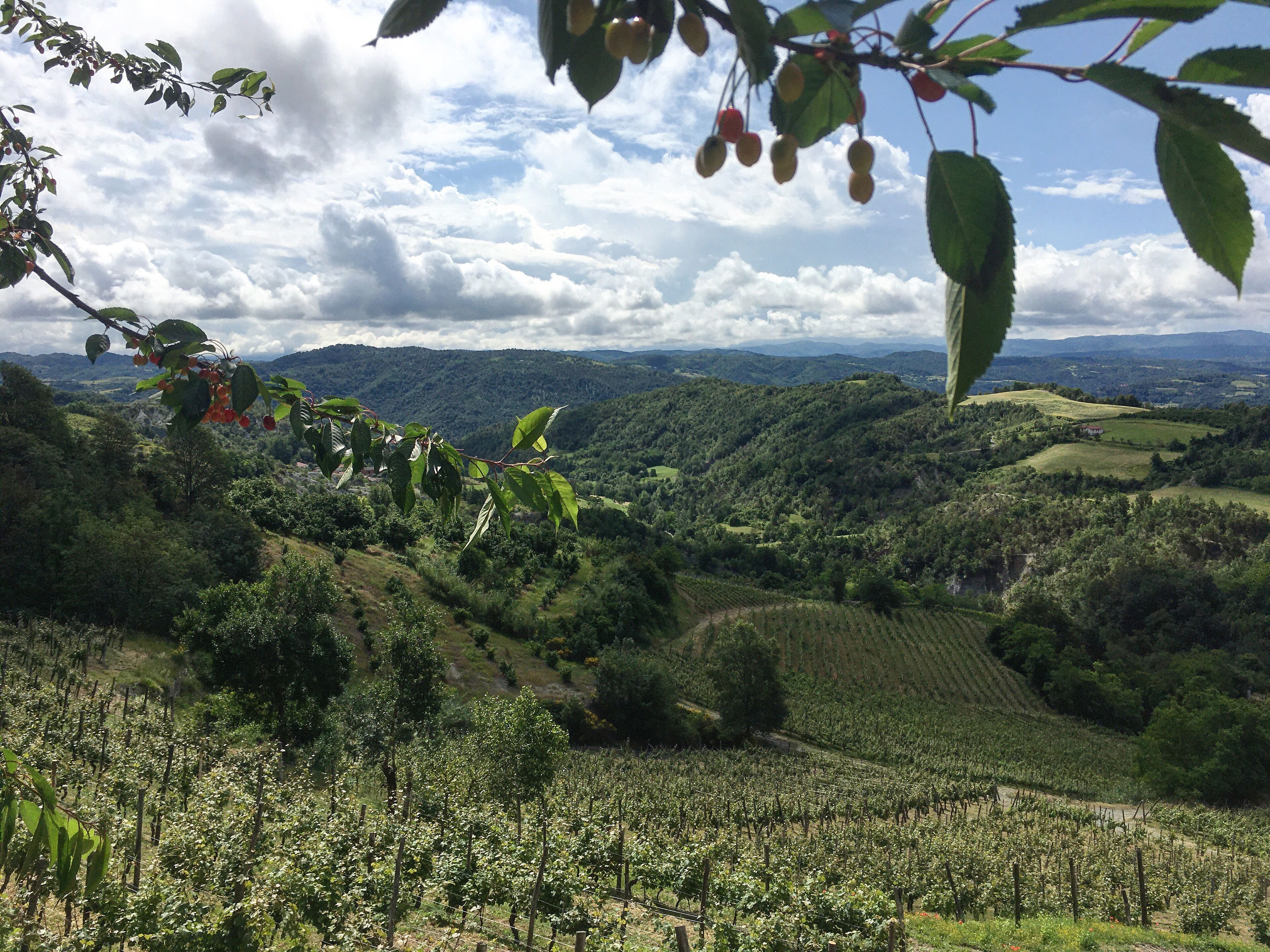 A vineyard with rows of grapevines, a mountainous backdrop, and a clear sky.