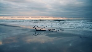 Une plage avec un arbre tombé dans le sable et des vagues en arrière-plan.