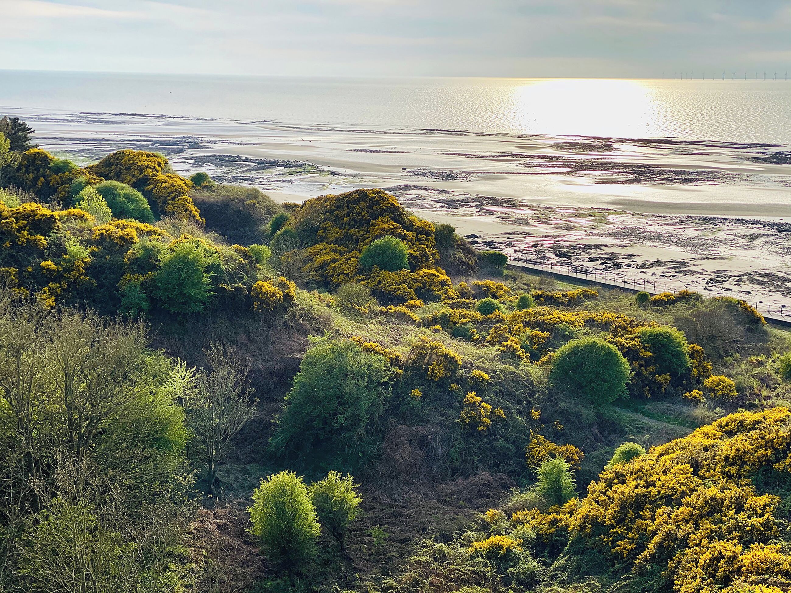 Un paysage côtier caractérisé par une végétation luxuriante et une plage.