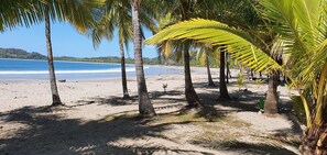 A beach with palm trees and a clear view of the ocean.