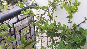 Three potted plants on a balcony with a metal railing. - lights in Mogador, the charm of essaouira and the attraction of the seaside! A few meters away you are already on the beach. You can discover its many souks and explore its surroundings easily.   (essaouira)