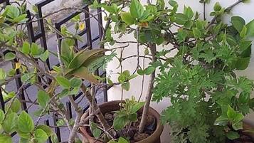 Trois plantes en pot sur un balcon doté d’une rambarde en métal.