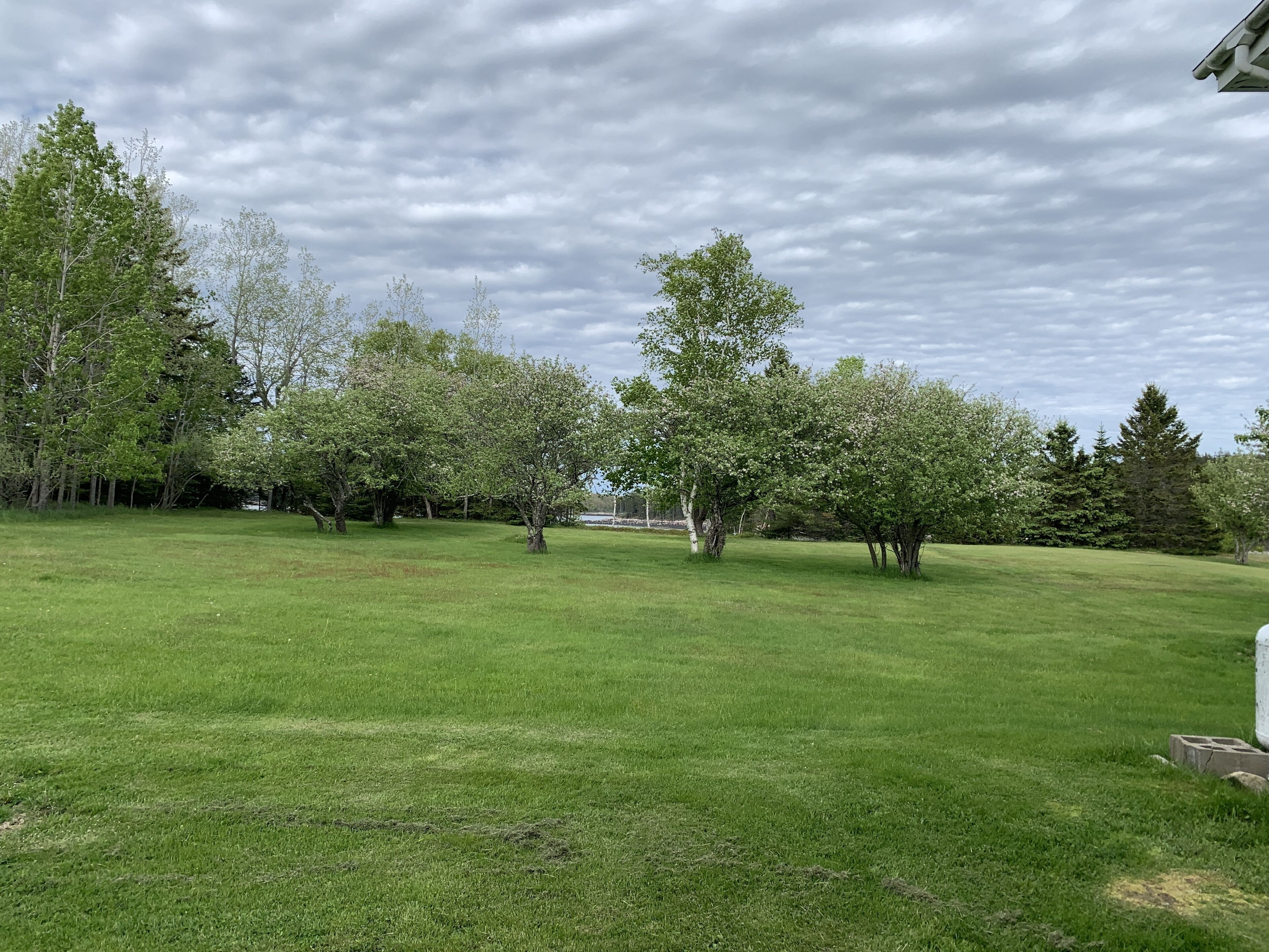 A grassy outdoor area with trees and a cloudy sky.