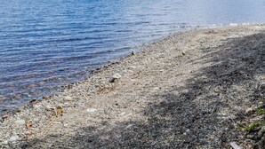 Eine felsige Küstenlinie mit ruhigem Wasser und einer bewaldeten Insel in der Ferne.