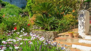 A garden with a variety of plants and flowers, stone steps, and a stone pillar with a number.