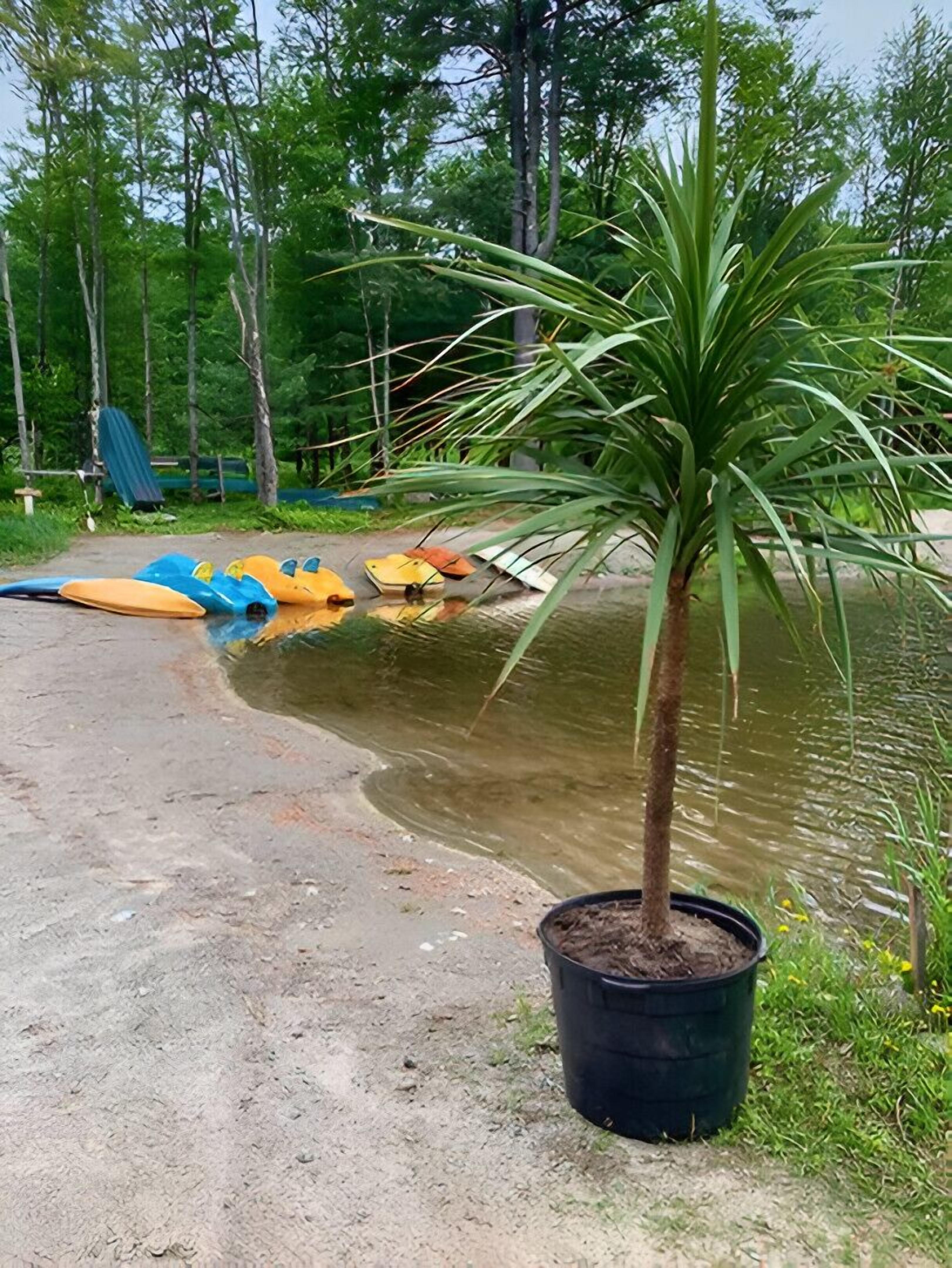 Un chemin en béton longe un plan d’eau, et un palmier en pot se trouve à proximité.