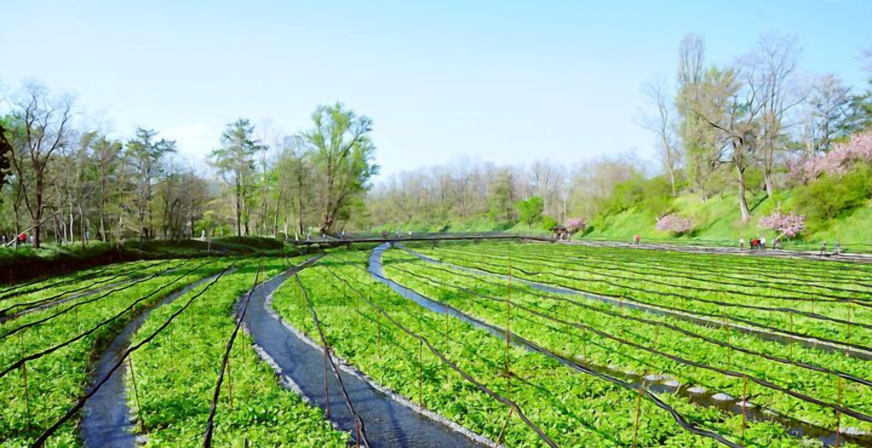 Un campo agrícola verde y exuberante con hileras de cultivos y un pequeño arroyo que lo atraviesa.