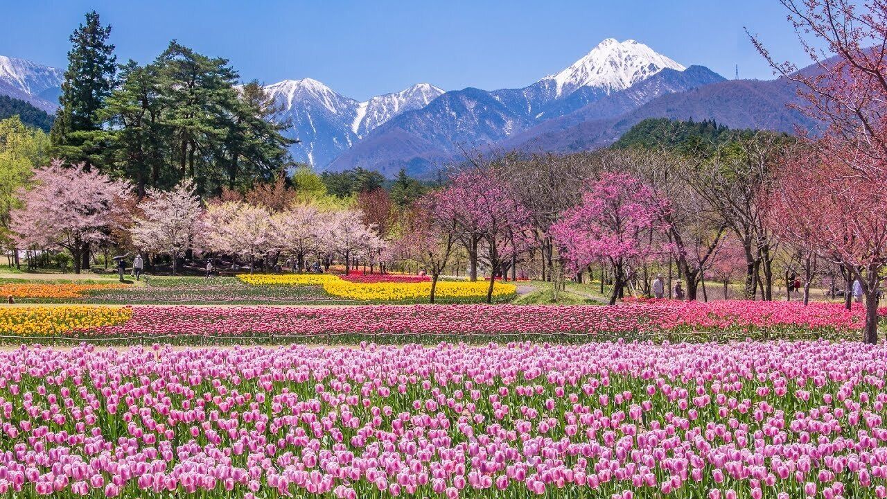 Un champ de tulipes roses, avec en arrière-plan des montagnes enneigées et des arbres en fleurs.