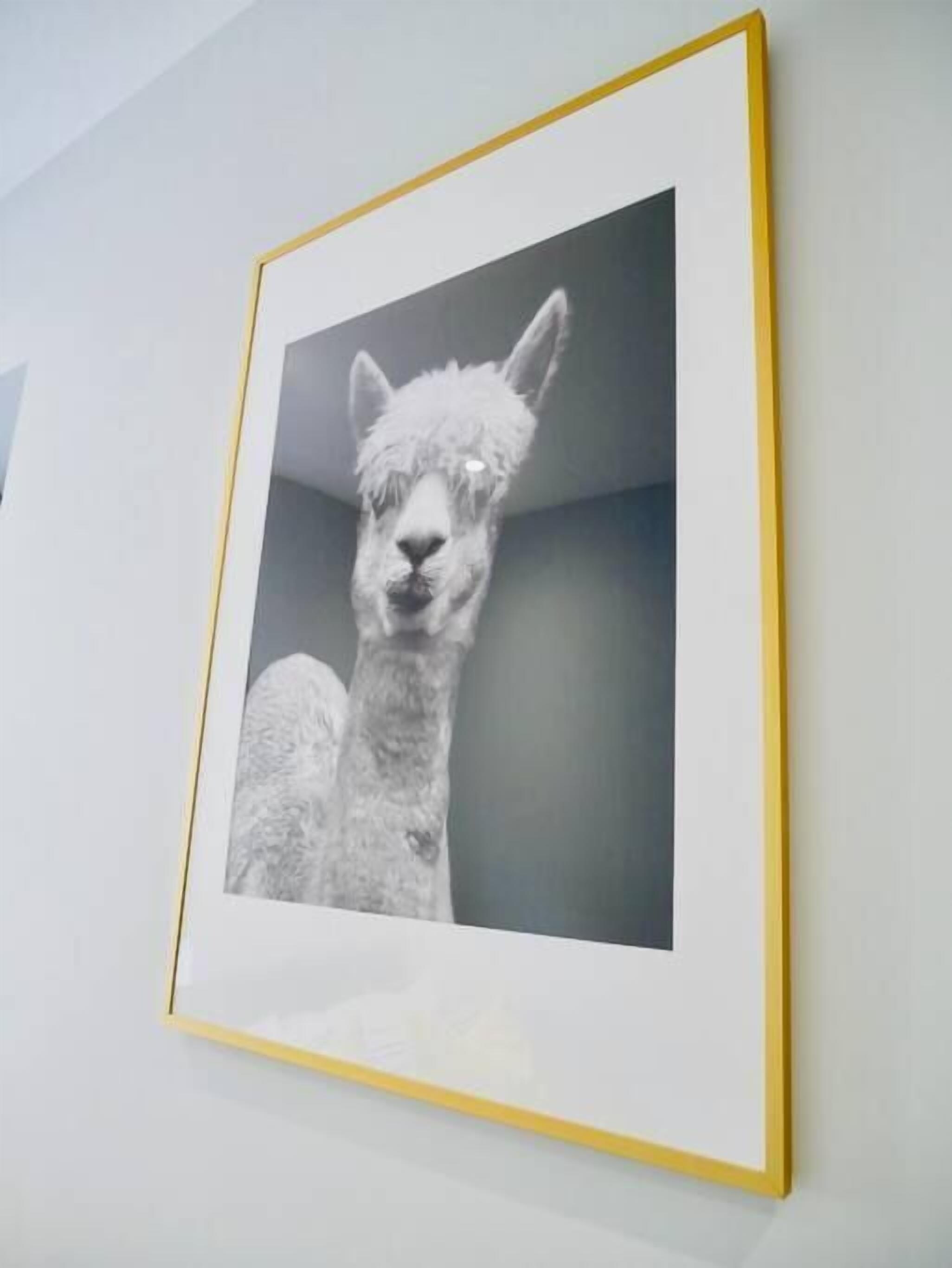 A framed photograph of a llama on a wall.