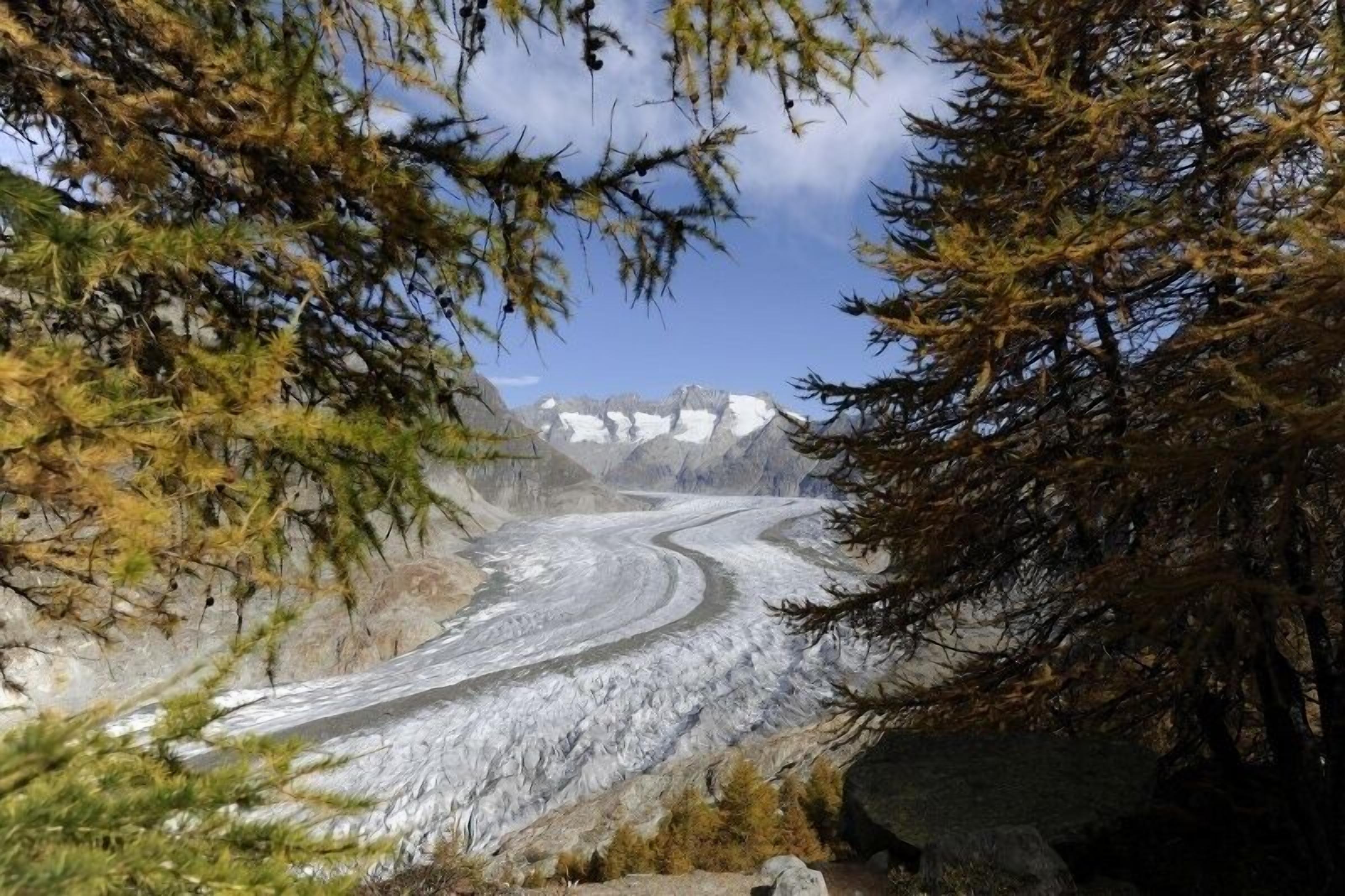 A glacier with a winding path, surrounded by trees and mountains in the background.