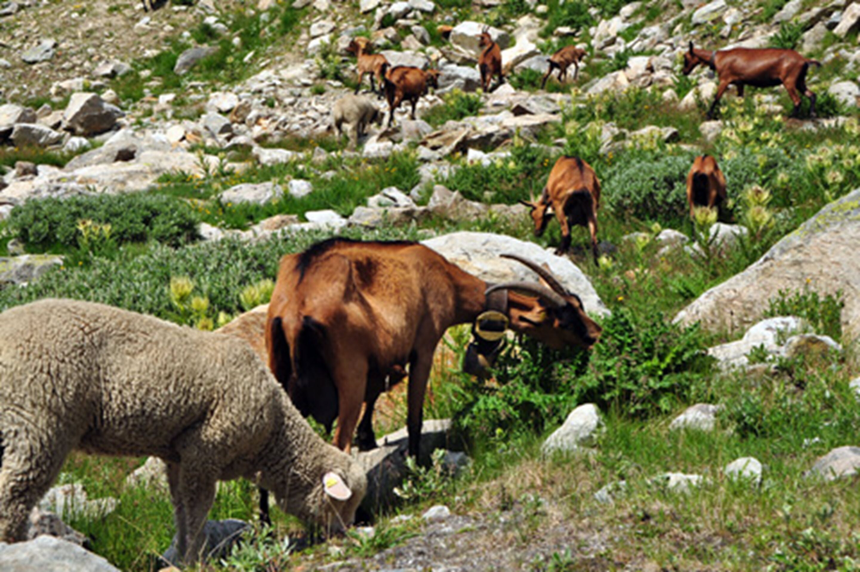 A rocky landscape with sheep and cattle grazing.