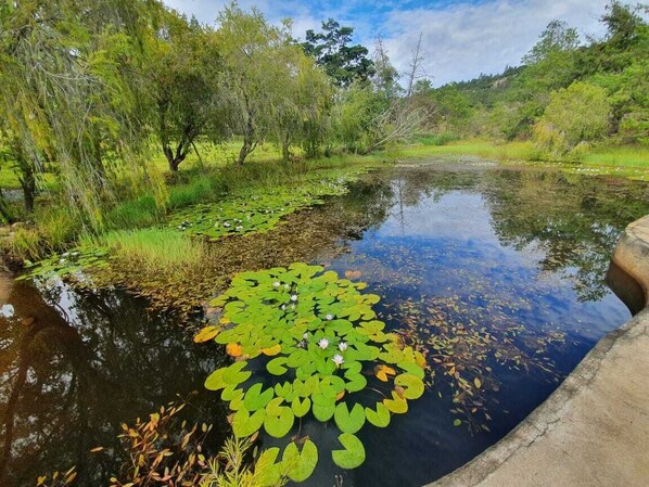 A pond with lily pads and surrounding greenery. - Another Holiday Home (Juliasdale)