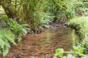 A clear stream with surrounding dense greenery.