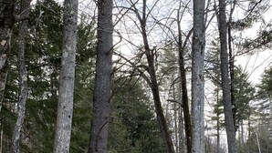 A cabin surrounded by trees with a visible window and a small shed nearby. - Adirondack Escape on the Great Sacandaga Lake (Hadley)